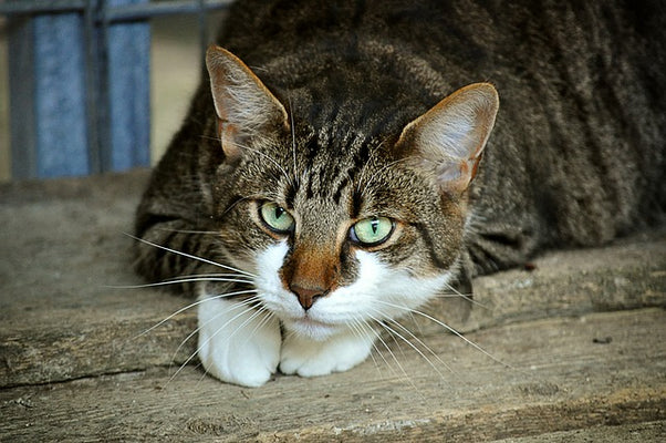 How to Tell If a Cat Is Homeless or Cared for