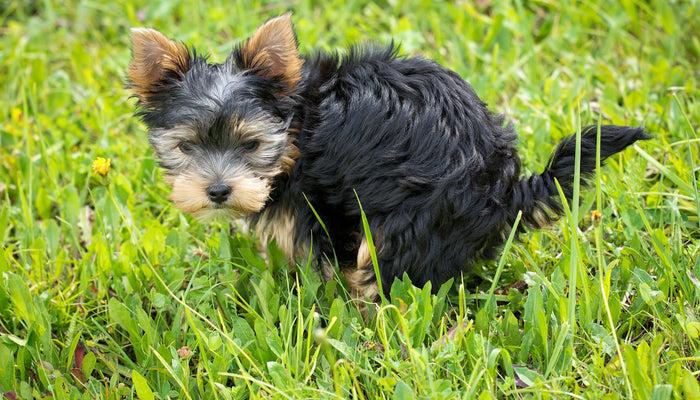 Get Rid of Your Pet's "Scary" Poops!