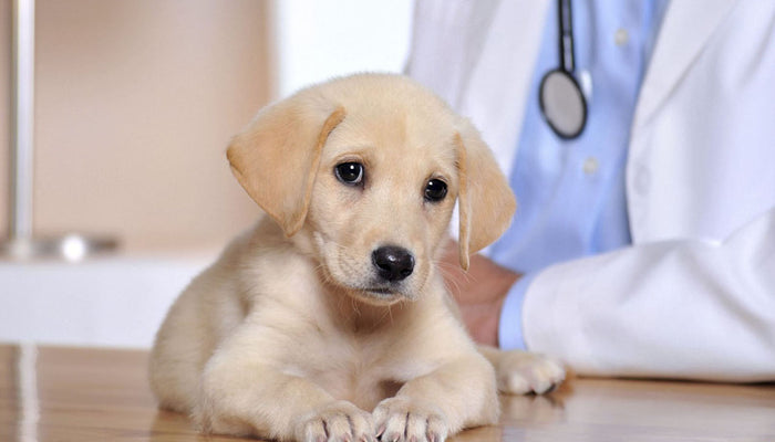 Is Pet Health Insurance Right for Me?