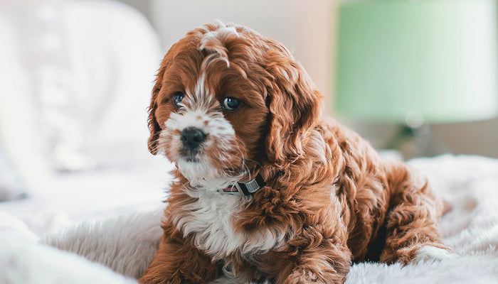 Litter Box Training for Dogs