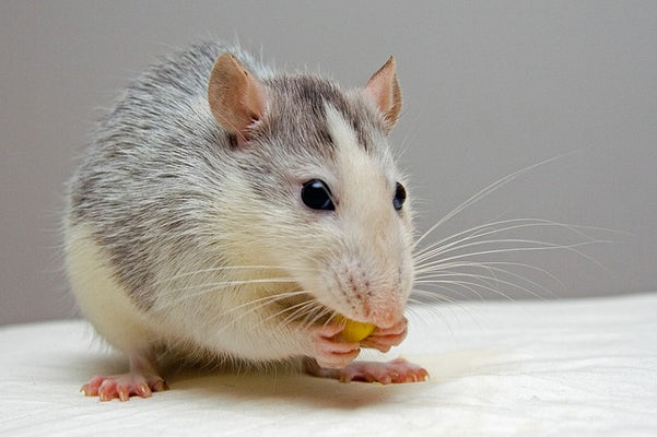 Caring for Pets in the Classroom