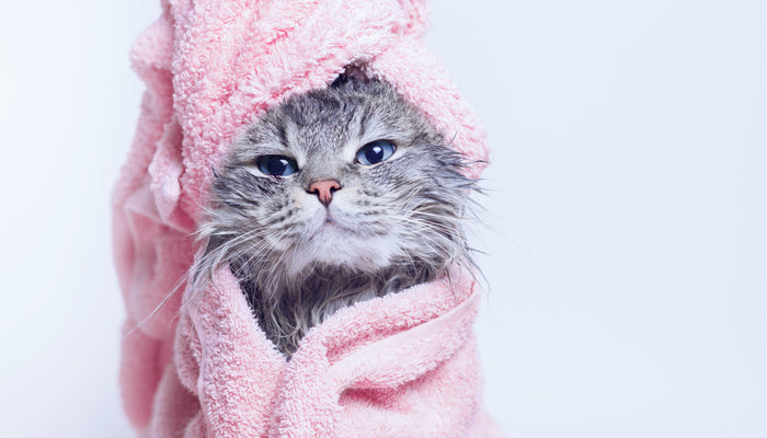 Treat Your Pet to a Spa Day