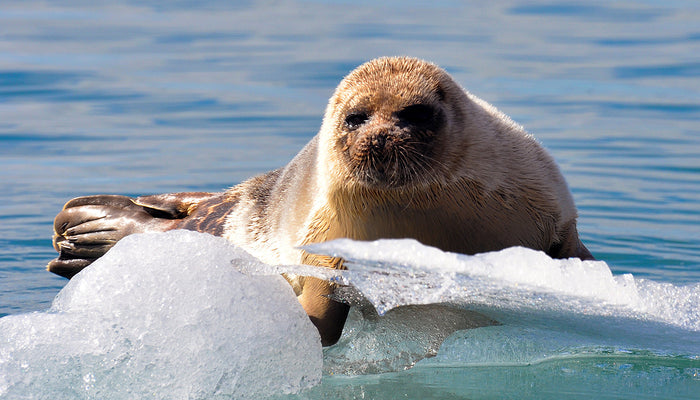 How Cat Poop Affects Marine Animals