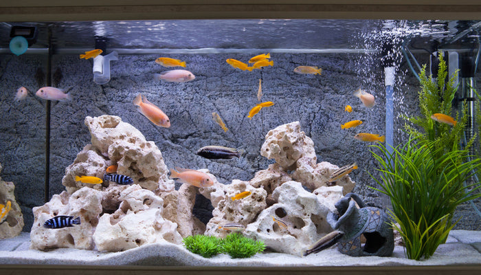 Cooling an Aquarium During Heat Waves