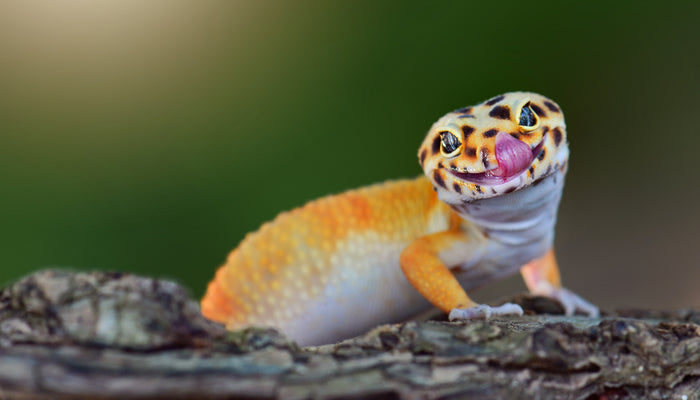 Smiling leopard gecko licking lips and looking into camera lens