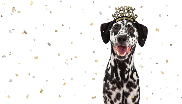 Dalmatian Dog with Happy New Year Headpiece with Gold Confetti
