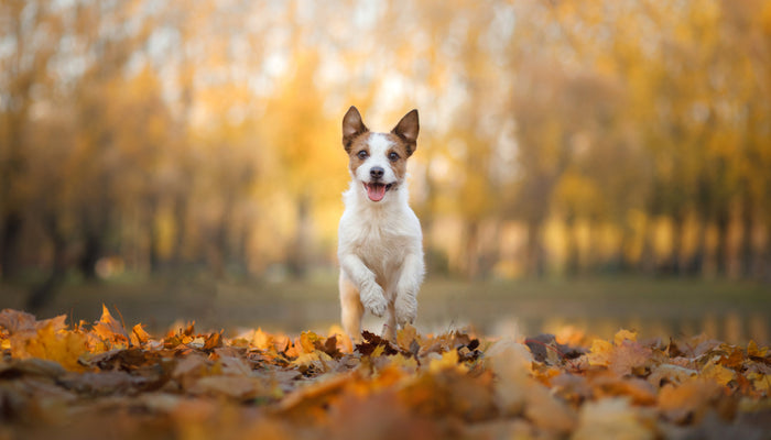 Small terrier dog running in autumn leaves looking into camera lens