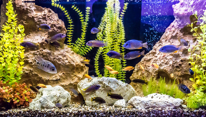 How to Create a Self-Sustaining Ecosystem Aquarium