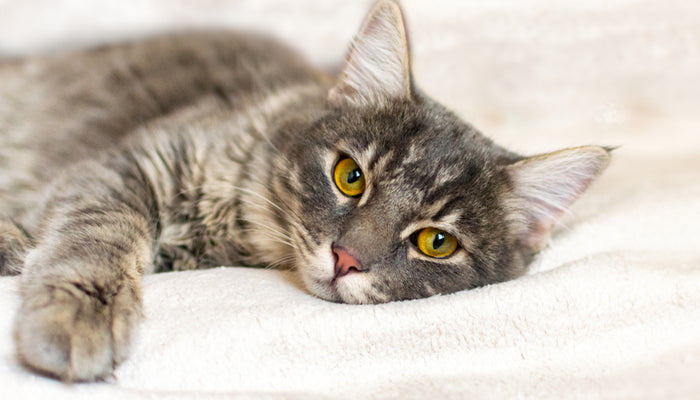 Grey Cat Laying Down Looking Into Camera
