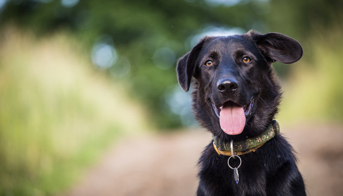 Black Dog Looking into Camera