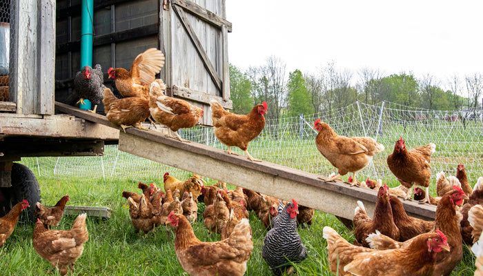 Backyard chickens running up and down ledge of chicken coop