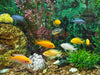 Caring For Your African Dwarf Frogs