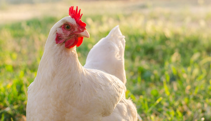 Backyard chicken free ranging in backyard looking into camera