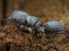 A Primer on the Blue Death Feigning Beetle