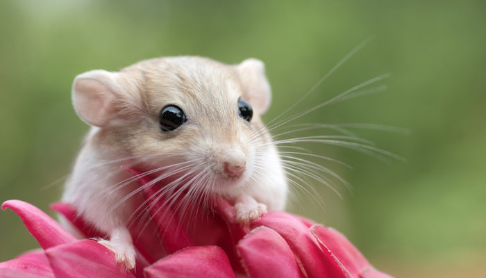Isolated Brown Pet Gerbil