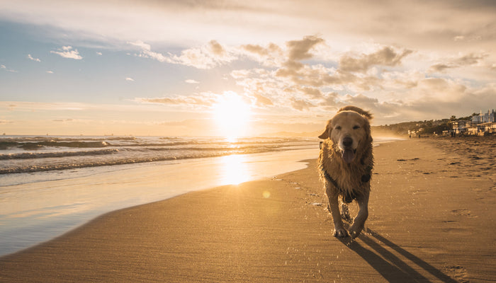 Yellow Lab running along beach coast with sunset in background