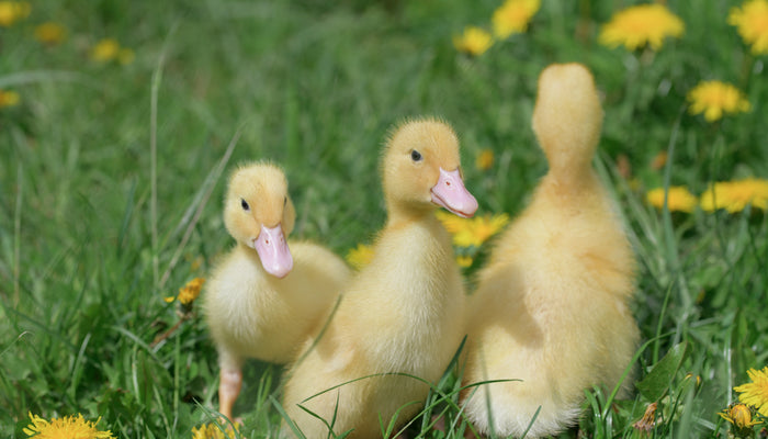 Backyard ducklings looking into camera