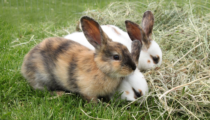Multiple Bunnies Outside Eating Hay
