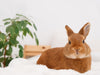 Bunny Up! Caring for Your Pet Rabbit