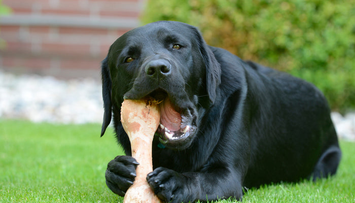 Brown Lab Chewing Bone