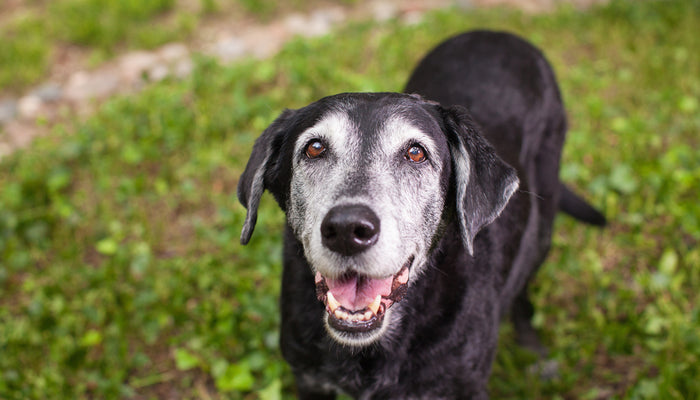 Old Black Lab Outside Looking Into Camera