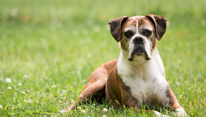 Senior boxer dog looking into camera