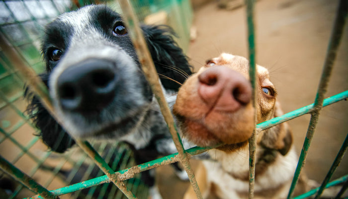 Spay and Neuter Your Pets