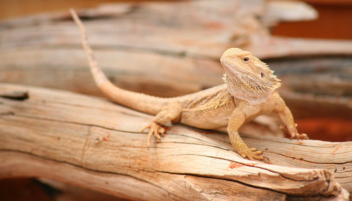 Bearded Dragon Basking on Stick