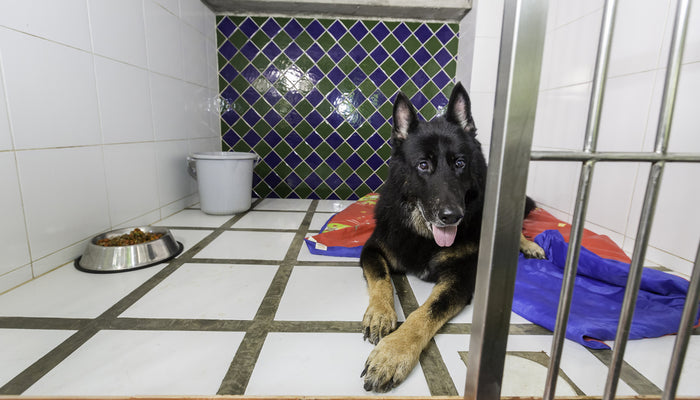 German Shepperd dog sitting in boarding facility