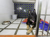 Pet Sitting or Boarding: Which is Best?