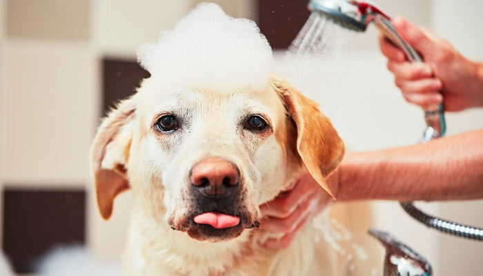 Yellow Lab Dog in Bath Sticking Tongue Out