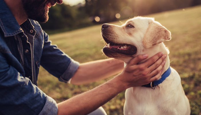 Smiling Yellow Labrador Looking Into Owners Eyes While Outdoors