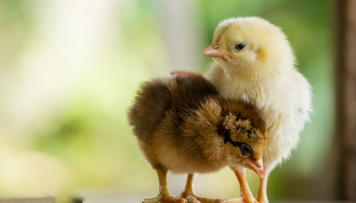 baby chicken looking into camera