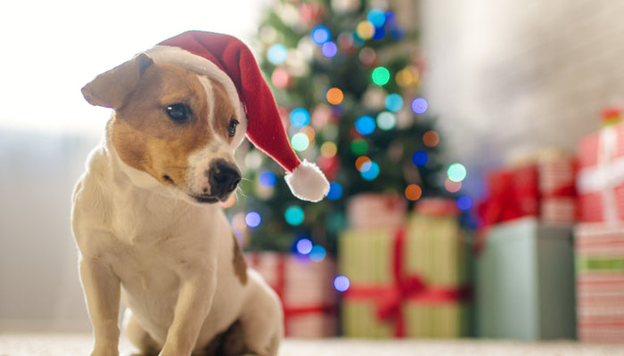 Young Jack Russel Terrier Dog in Santa Hat Next To Christmas Tree and Christmas Presents