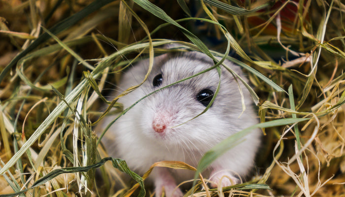 Hamster in Hay