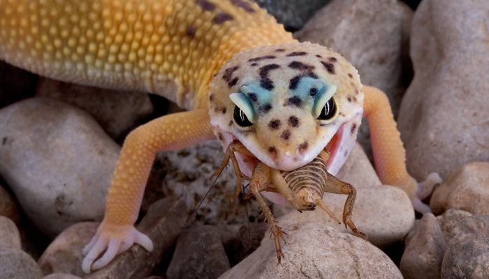 Leopard Gecko eating cricket