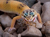 A Focus On Reptile Feeders