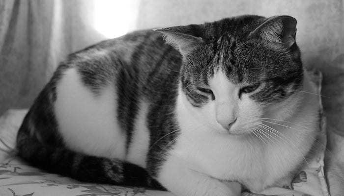 Urinary Tract Problems in Cats