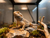 Creating A Natural Heat and Light Cycle For Your Reptiles