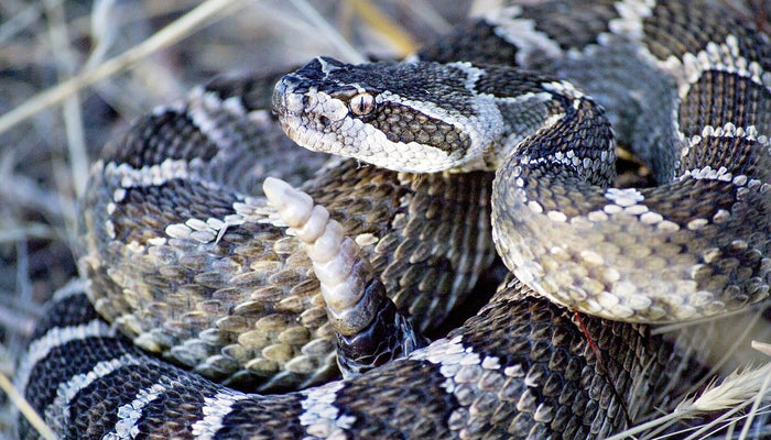 Rattlesnake Closeup
