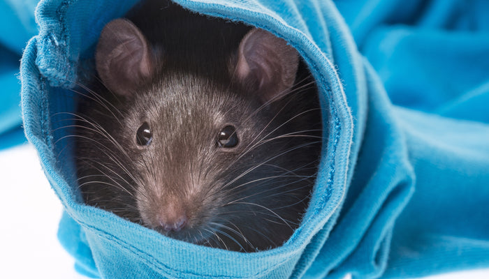 Providing Enrichment For Your Rat