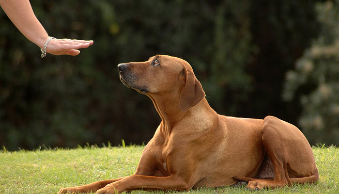 Dog Training Classes 101
