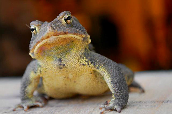 Caring for Your Terrestrial Frog