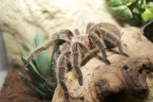 Caring for Your Tarantula or Scorpion