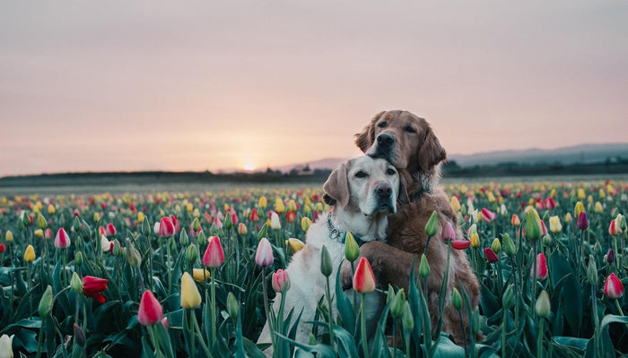 Earth Day: Earth-Friendly Pet Products