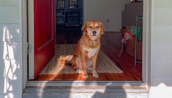 Entertaining Your Dog Indoors