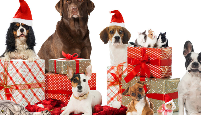 Holiday Gift Guide