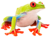 Frog & Amphibian
