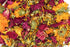 alternate product image