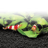 alternate product image